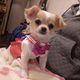 Illustration for article titled Small Dogs Cosplaying as emSailor Moon/em Characters